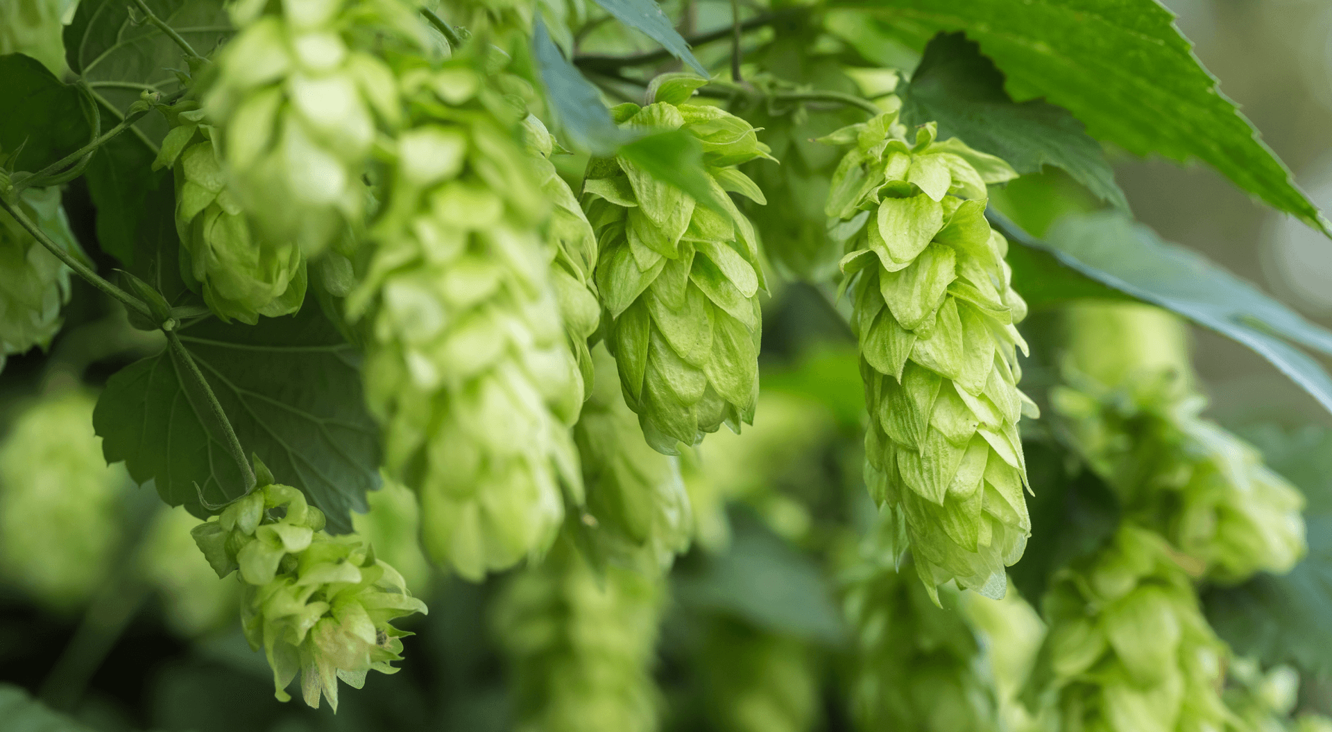 Hops